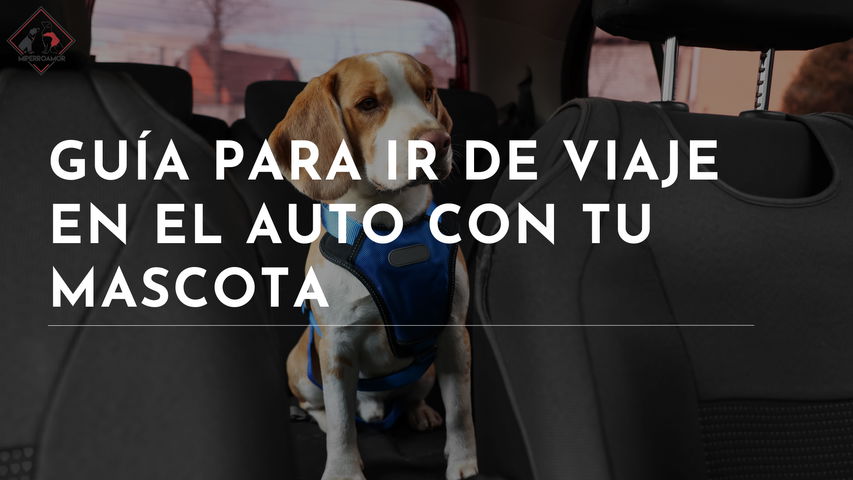 Guía para viajes largos en el auto con tu perro 