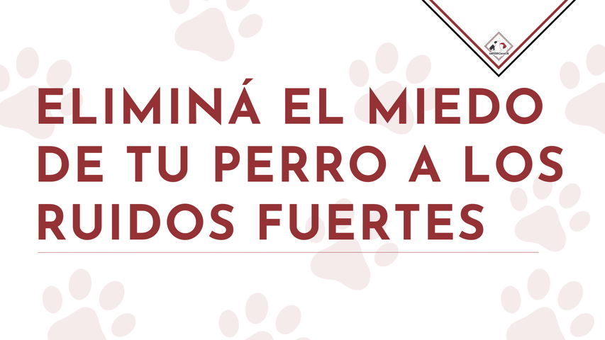 Eliminá el miedo de tu perro a los ruidos fuertes