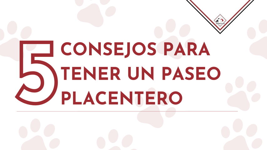 5 consejos para un buen paseo con tu mascota