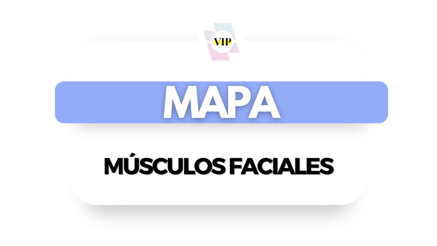 Mapa Músculos Faciales