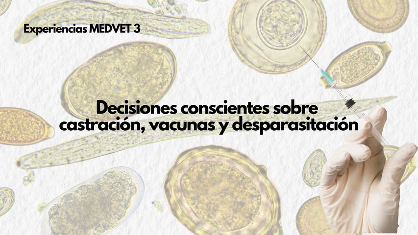 Experiencia MEDVET 3 – Decisiones conscientes sobre castración, vacunas y desparasitación