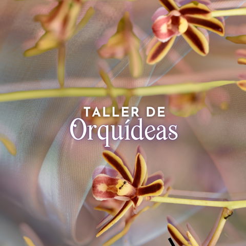 TALLER DE ORQUIDEAS DE AMÉRICA