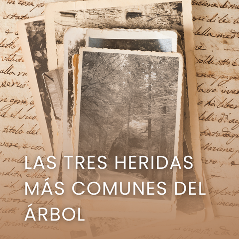 Las 3 heridas más comunes del árbol
