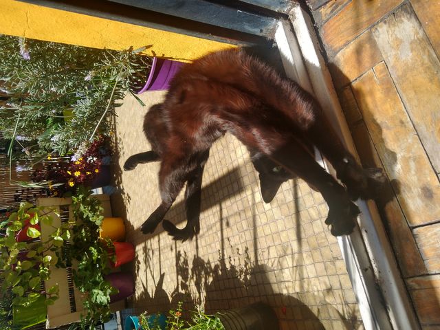 GATOS: indoors o outdoors?