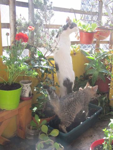 GATOS Y PLANTAS