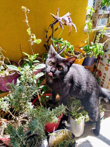 GATOS Y PLANTAS