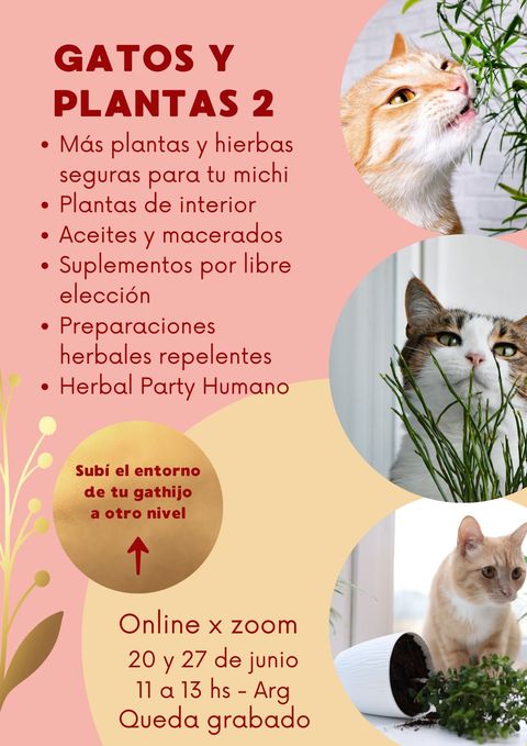 GATOS Y PLANTAS 2. En vivo por zoom.