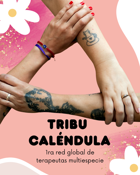 TRIBU CALÉNDULA 