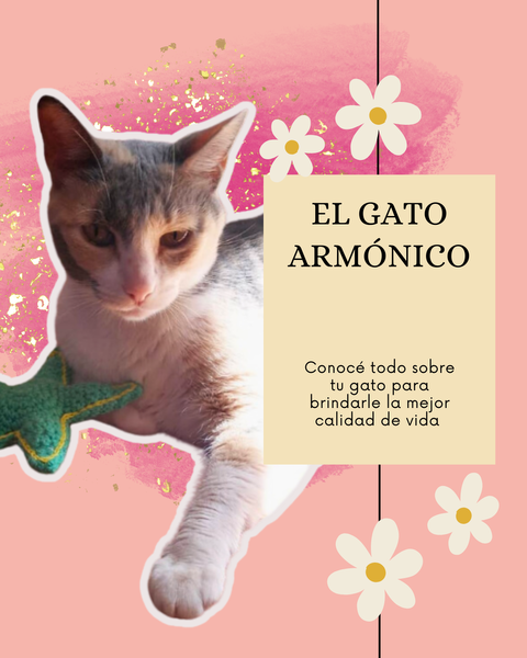 El Gato Armonico 