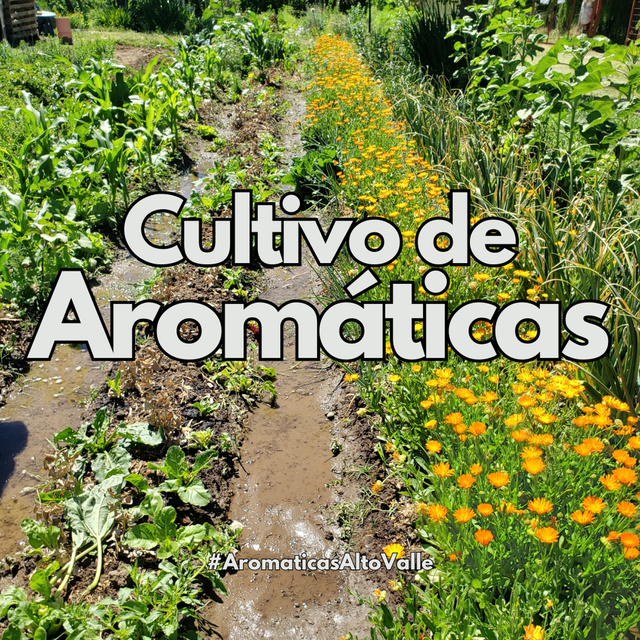 Cultivo de Aromáticas en Primavera