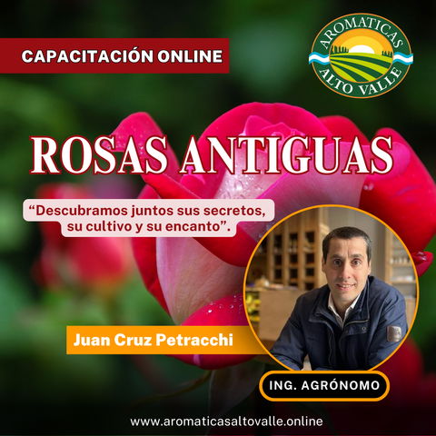 Rosas Antiguas: descubramos juntos sus secretos, su cultivo y su encanto