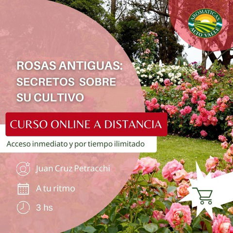 Rosas Antiguas: descubramos juntos sus secretos, su cultivo y su encanto