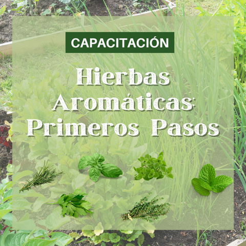 Hierbas Aromáticas Primeros Pasos