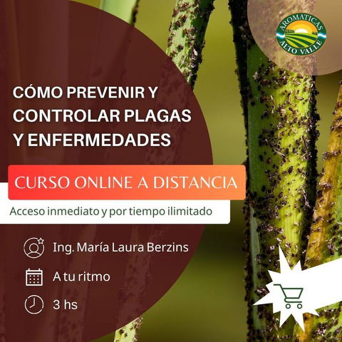 Aromáticas Saludables: Cómo controlar plagas y enfermedades