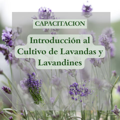 Introducción al Cultivo de Lavandas y Lavandines