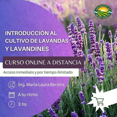 Introducción al Cultivo de Lavandas y Lavandines