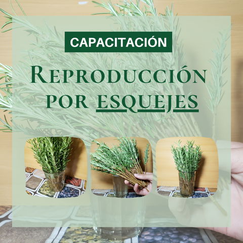 Reproducción por Esquejes