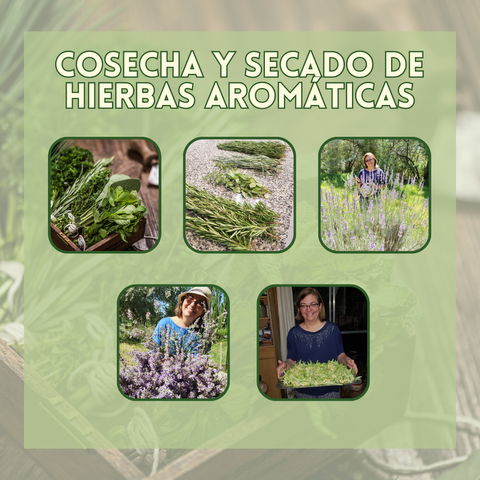 Cosecha y secado de hierbas aromáticas