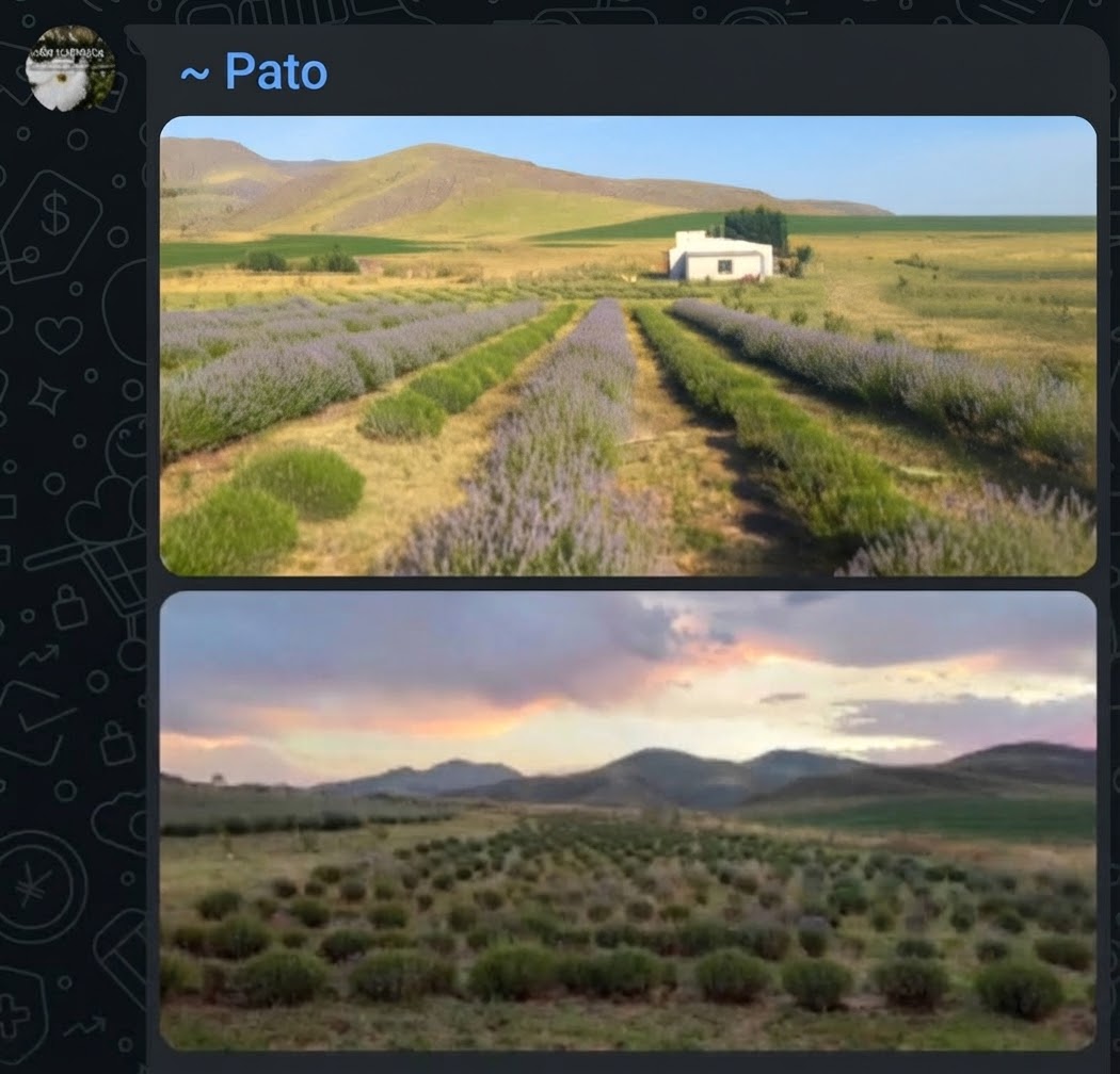 Pato – Sierra de la Ventana