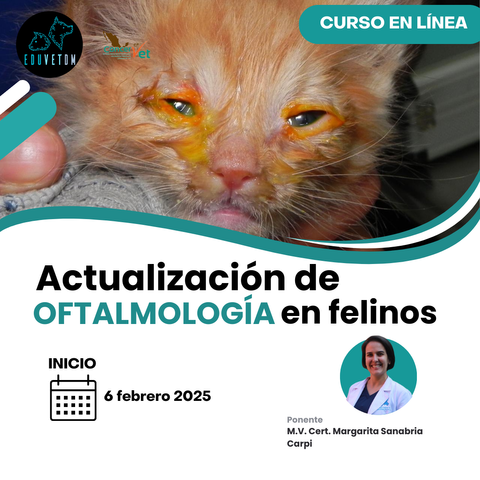 Actualización de oftalmología en felinos