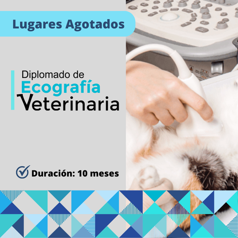 Diplomado Ecografía Veterinaria