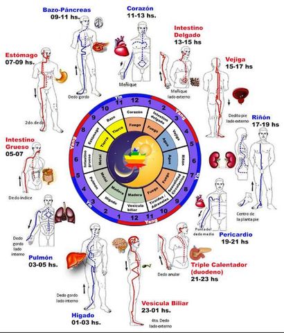 Los órganos del cuerpo, las horas y los meridianos