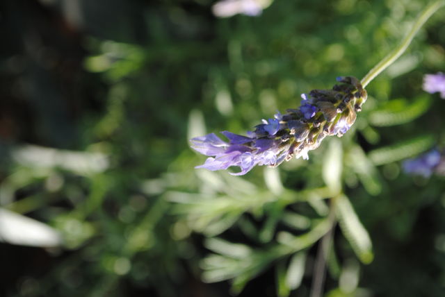 Lo que no conocías de la lavanda