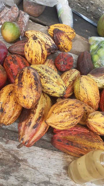  La Medicina del Cacao