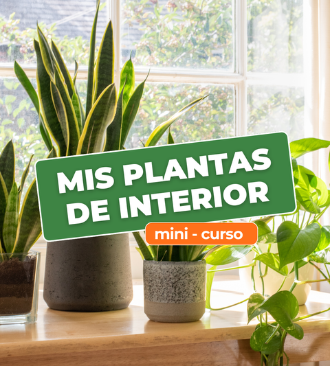 Mis plantas de interior (Minicurso)