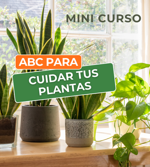 ABC para cuidar tus plantas (Mini Curso)