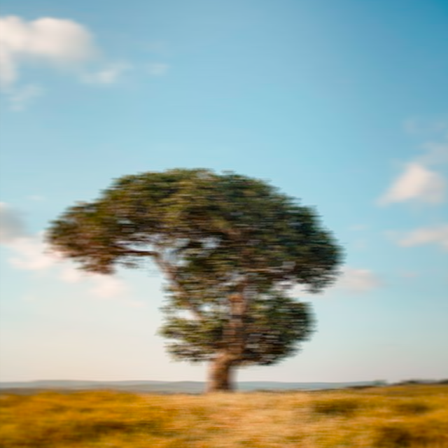 Cuando echar raíces no significa quedarse, sino habitarse más profundo.