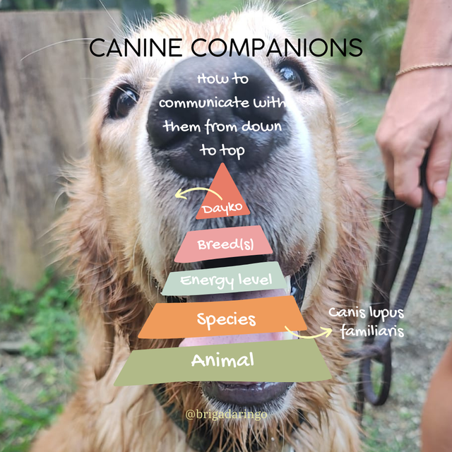 Understanding Our Dogs: 5 basic canine needs