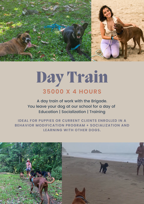 Day Train | Día de Entrenamiento