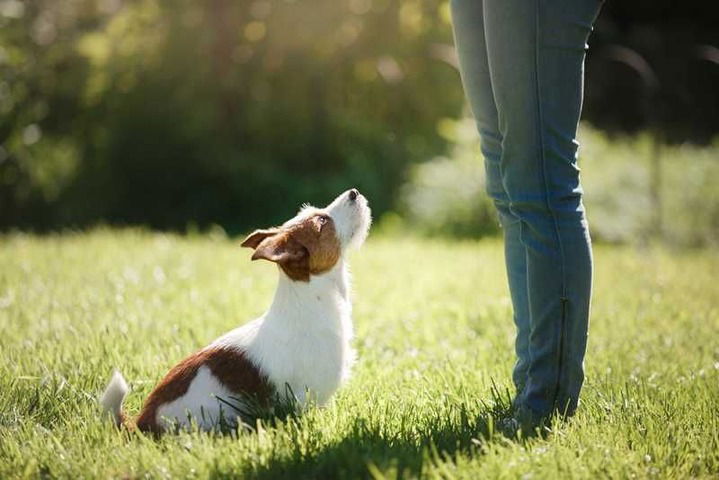 Adiestramiento y educación canina a domicilio