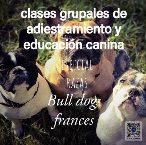 Clases grupales (razas) bulldogs frances