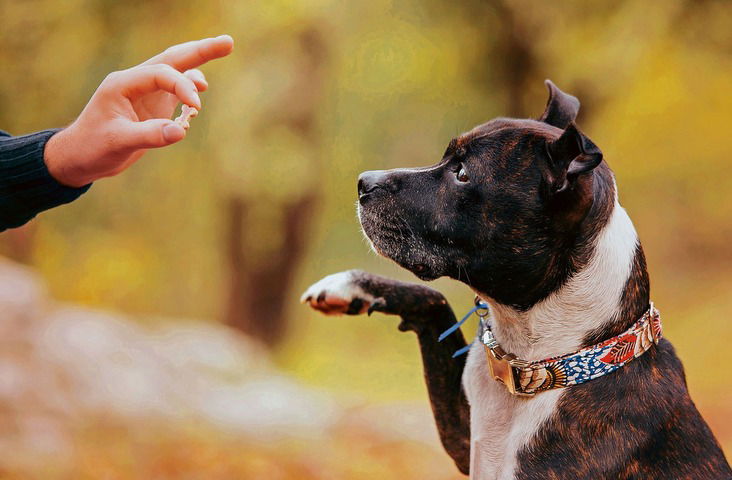 Adiestramiento y educación canina online