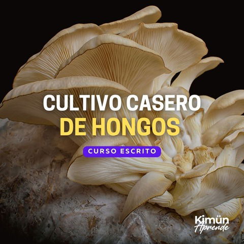 PACK CULTIVO DE HONGOS DESDE CASA I, II, III y IV