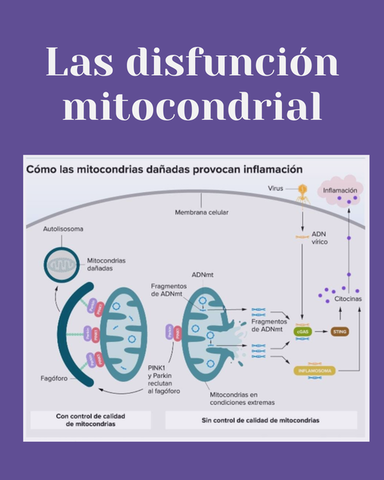 Disfunción Mitocondrial