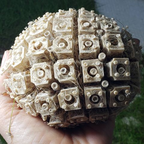 Guía Completa de Textiles de Raíces (De Semilla a Textil)