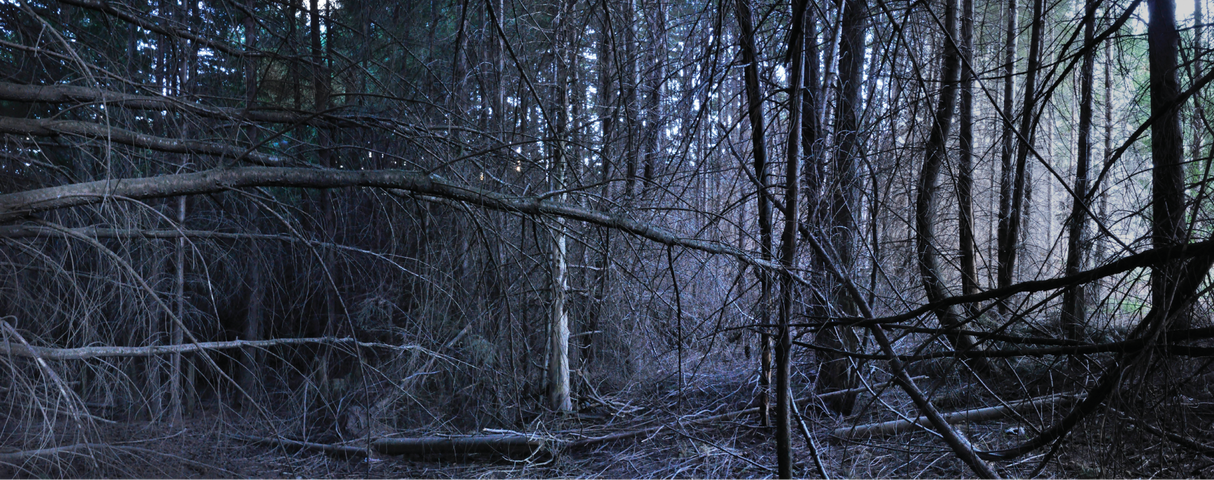 Bosques- El origen de todo por Laura Messing