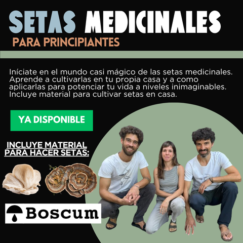 Setas medicinales para principiantes