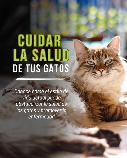 Cuidar la salud de tus gatos