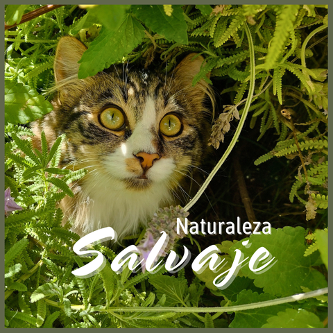Naturaleza Salvaje | Unidad 1: La salud de los gatos 