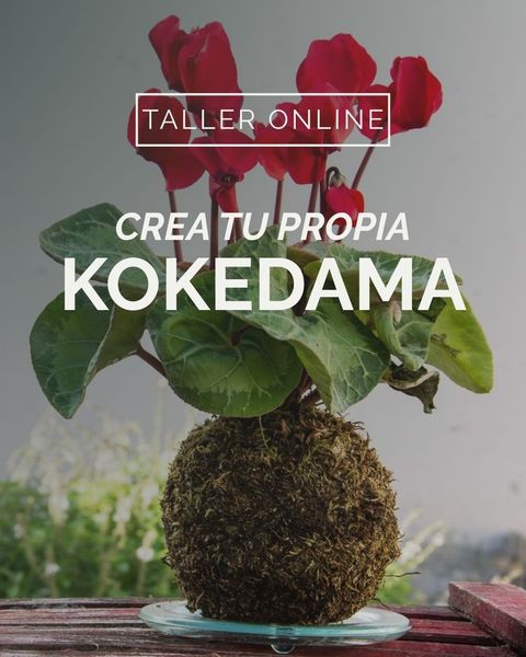 Taller Online de Plantas Kokedamas 