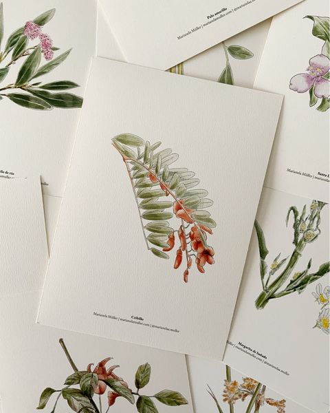 Print A5 Colección Botánica Nativa - Ceibillo