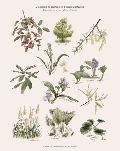 Lámina Colección Botánica Nativa II