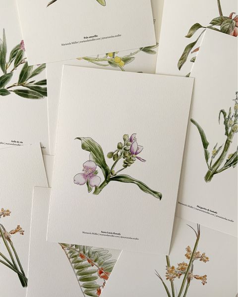 Print A5 Colección Botánica Nativa - Santa Lucía Rosada