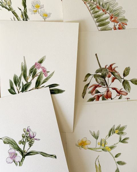 Pack de 8 prints Botánica Nativa 