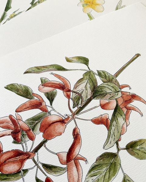 Print A5 Colección Botánica Nativa - Ceibo