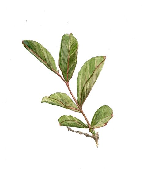 Acuarela Original (estudio). Rama de Eugenia.